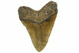 Fossil Megalodon Tooth - Huge NC Meg #328298-2